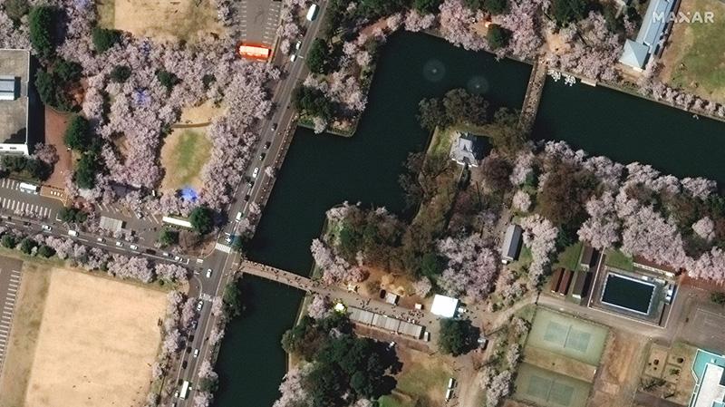 日本櫻花盛開